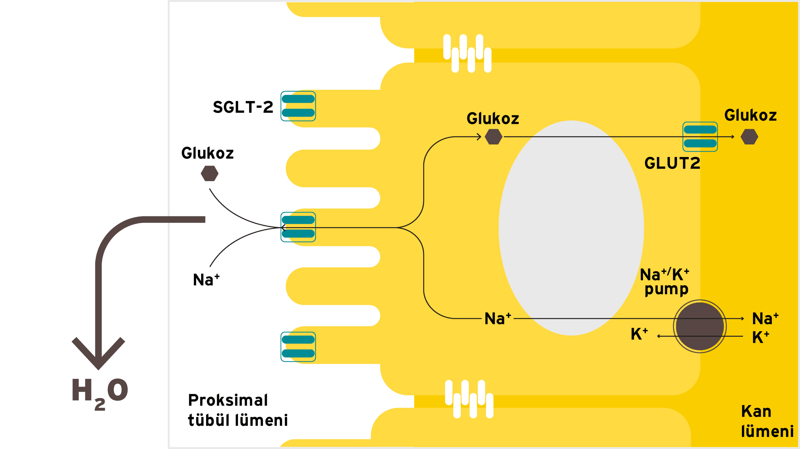 JARDIANCE® İdrar Hacmini ve Bununla Birlikte Vücuttan Glukoz ve Sodyum Atılımını Artırır
