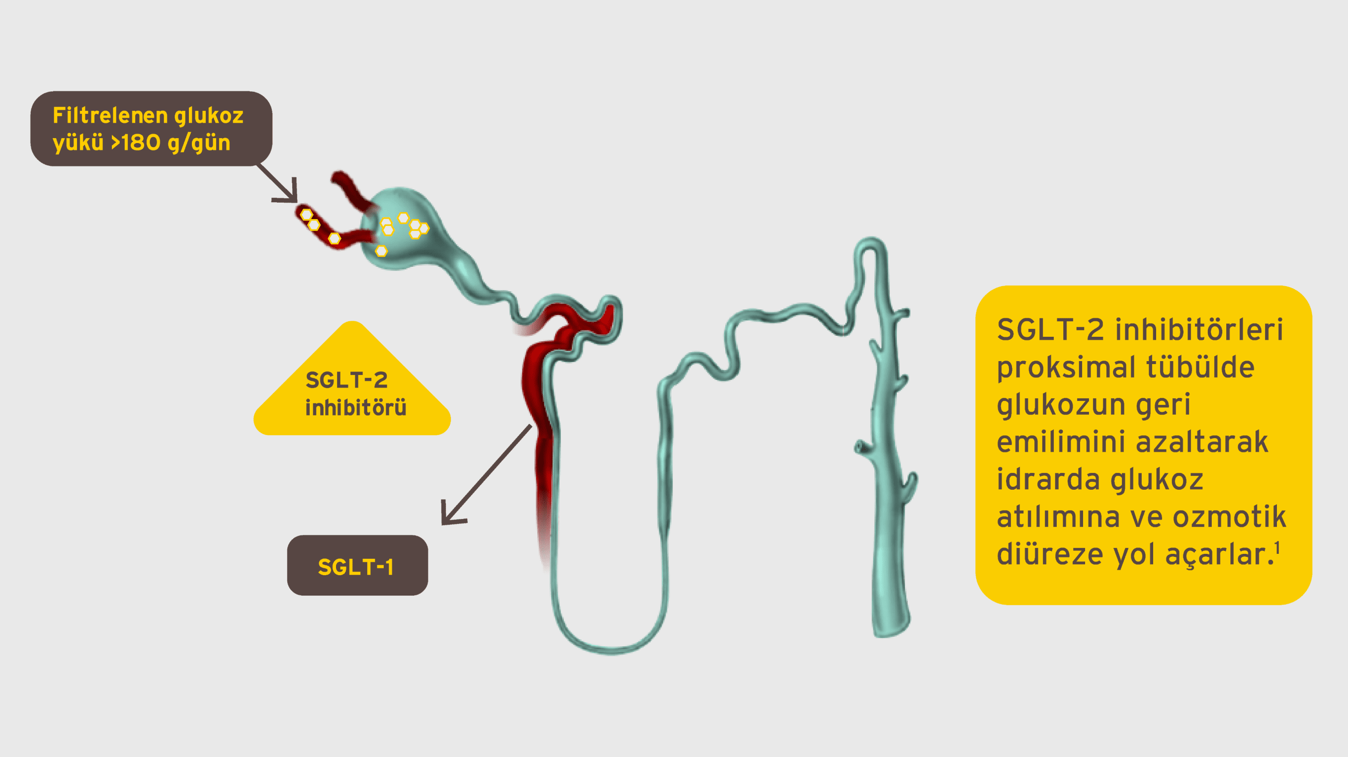 JARDIANCE® SGLT-2 İnhibitörleri Aracılığıyla İdrarda Glukoz Atılımını Artırmaktadır