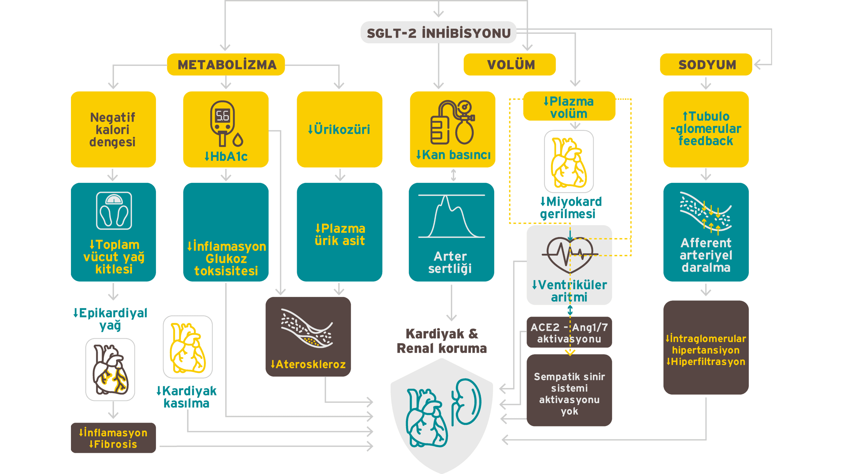 SGLT-2 İnhibisyonu ile Kardiyovasküler ve Renal Korumada Rol Oynayan Fizyolojik Mekanizmalar